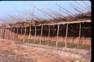Icon of EL VIVERO067