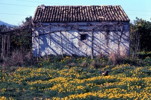 Icon of CASITA DE CAMPO