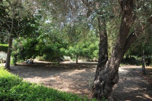 Icon of JARDIN ALQUERIA DEL DUC2-helena Mg