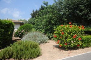 Icon of JARDIN ALQUERIA DEL DUC3-helena Mg