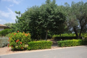 Icon of JARDIN ALQUERIA DEL DUC1-helena Mg