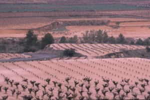 Icon of Viñas2