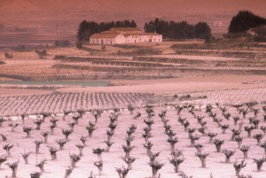 Icon of Viñas