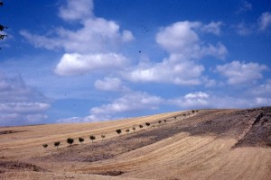 Icon of Campo Vall Albaida