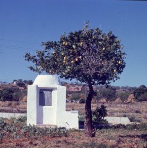 Icon of ALJIBE-POZO Y NARANJO