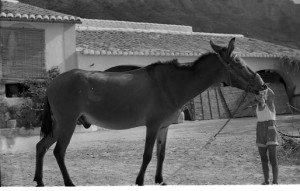 Icon of FOTOS RIU RAU005