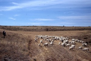 Icon of Ovejas En El Campo