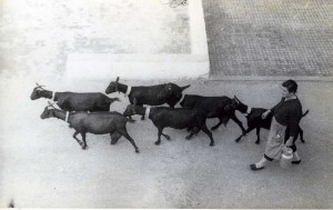 Icon of Gandia Cabras
