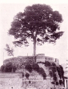 Icon of Torreon Del Pino Antiguo