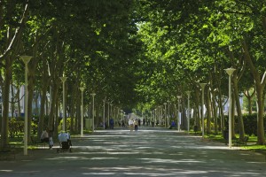 Icon of Paseo Arboles-ayunt