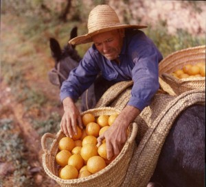 Icon of Naranjas016