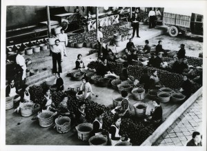 Icon of Naranjas Almacen-1912