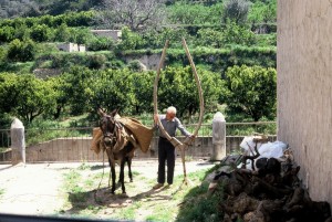 Icon of Gandia Labrador Burro Arado