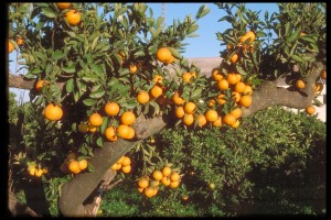 Icon of Naranjas En árbol