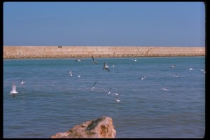 Icon of Gaviotas En Puerto