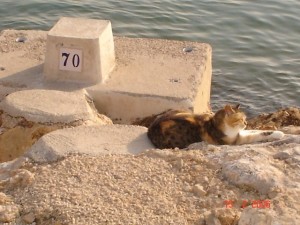 Icon of Puerto De Gandia Noray De Pesca